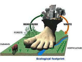 Sustainable Foot